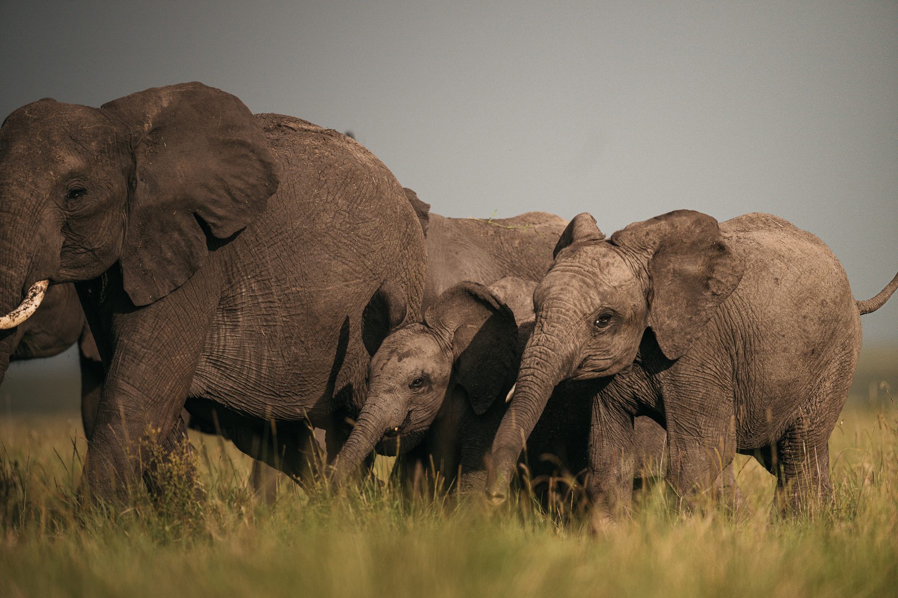 Elephant herd in the Mara Siana Conservancy