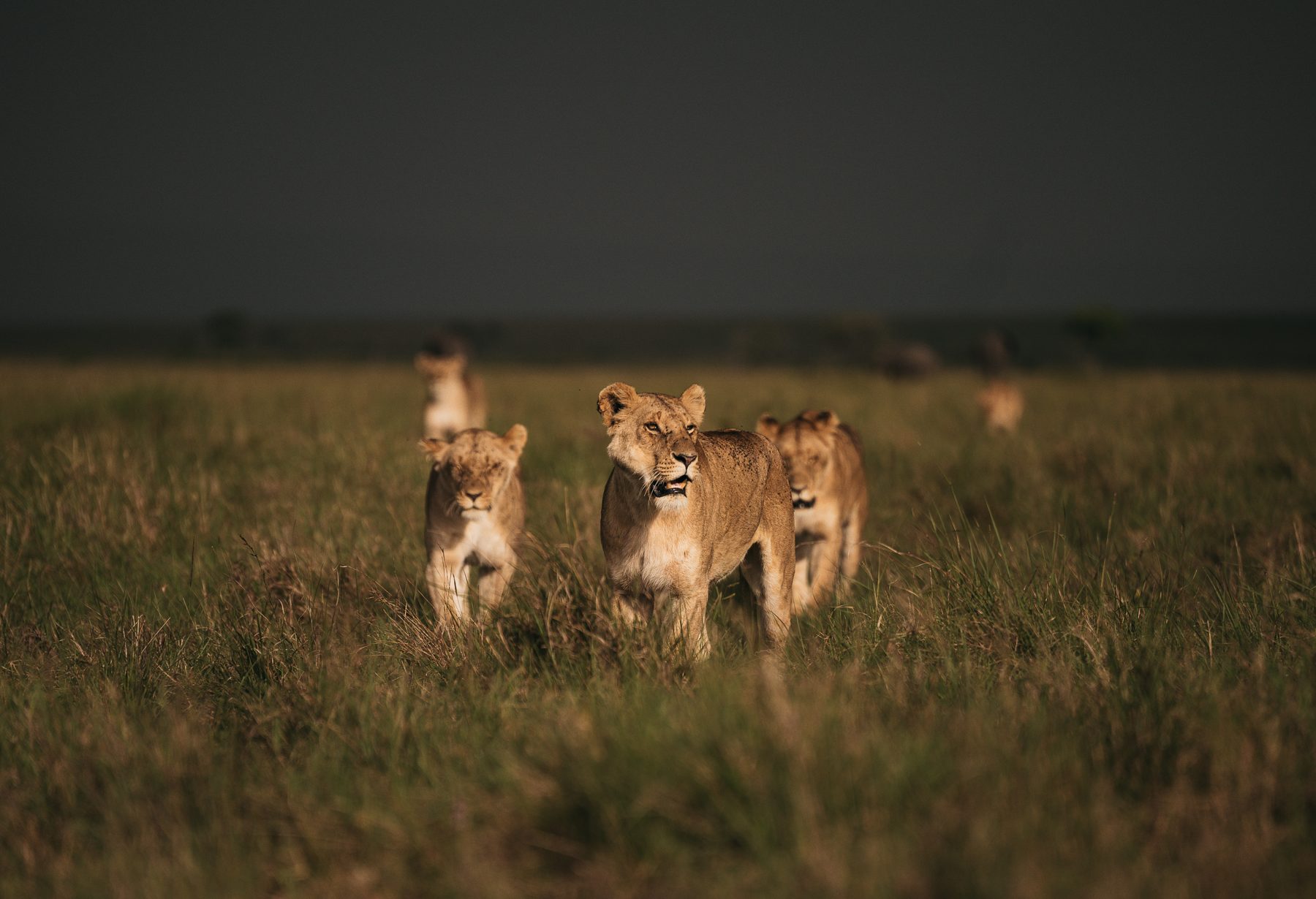 Lion cubs in the long grass