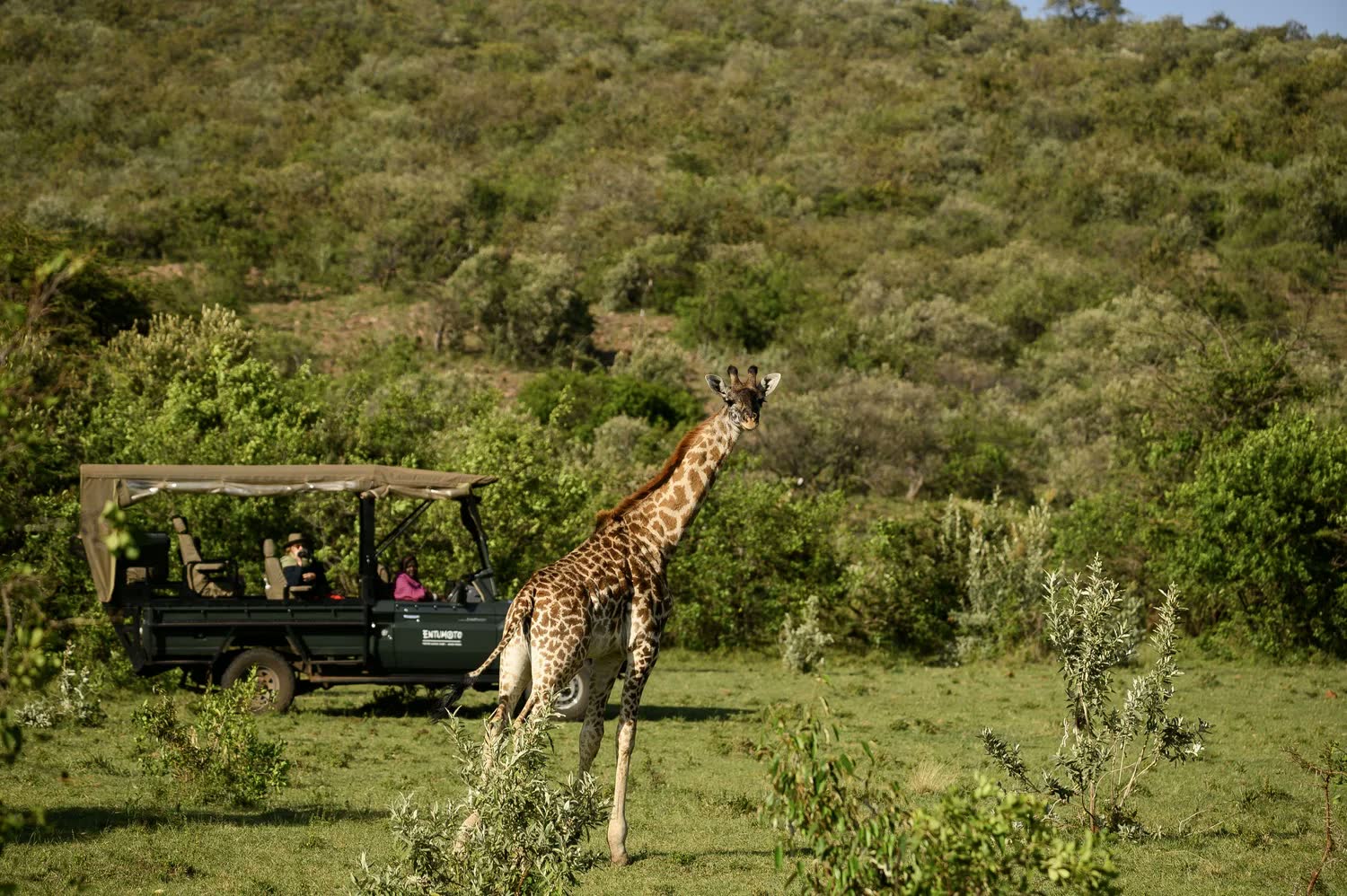 Game drives